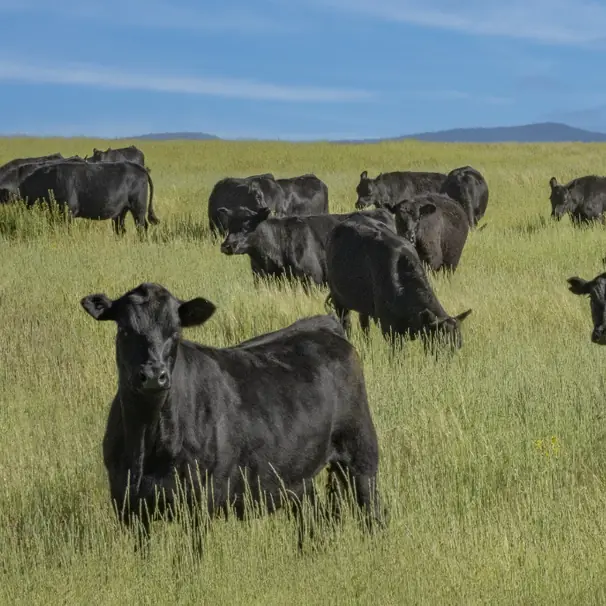Black Angus cattle standing in tall grass