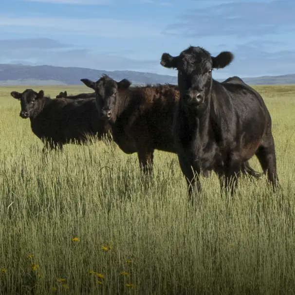 Three Black Angus cattle in a green pasture