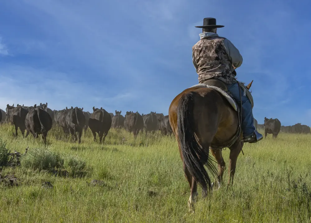A cowboy on horseback watching the herd