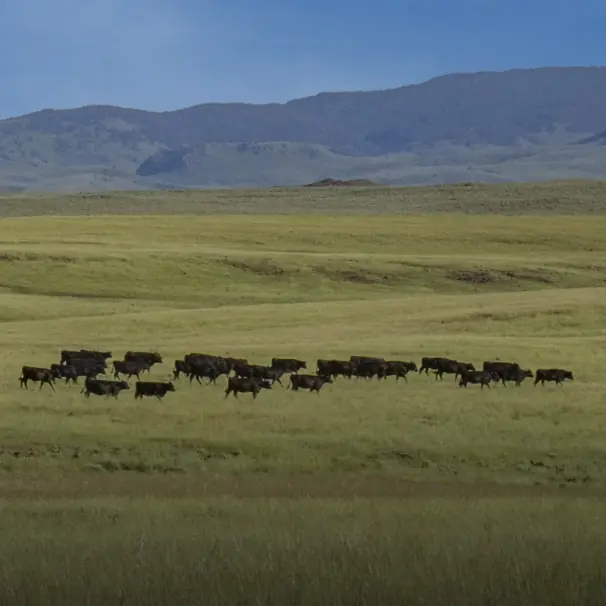 Black Angus cattle grazing a wide mountain meadow